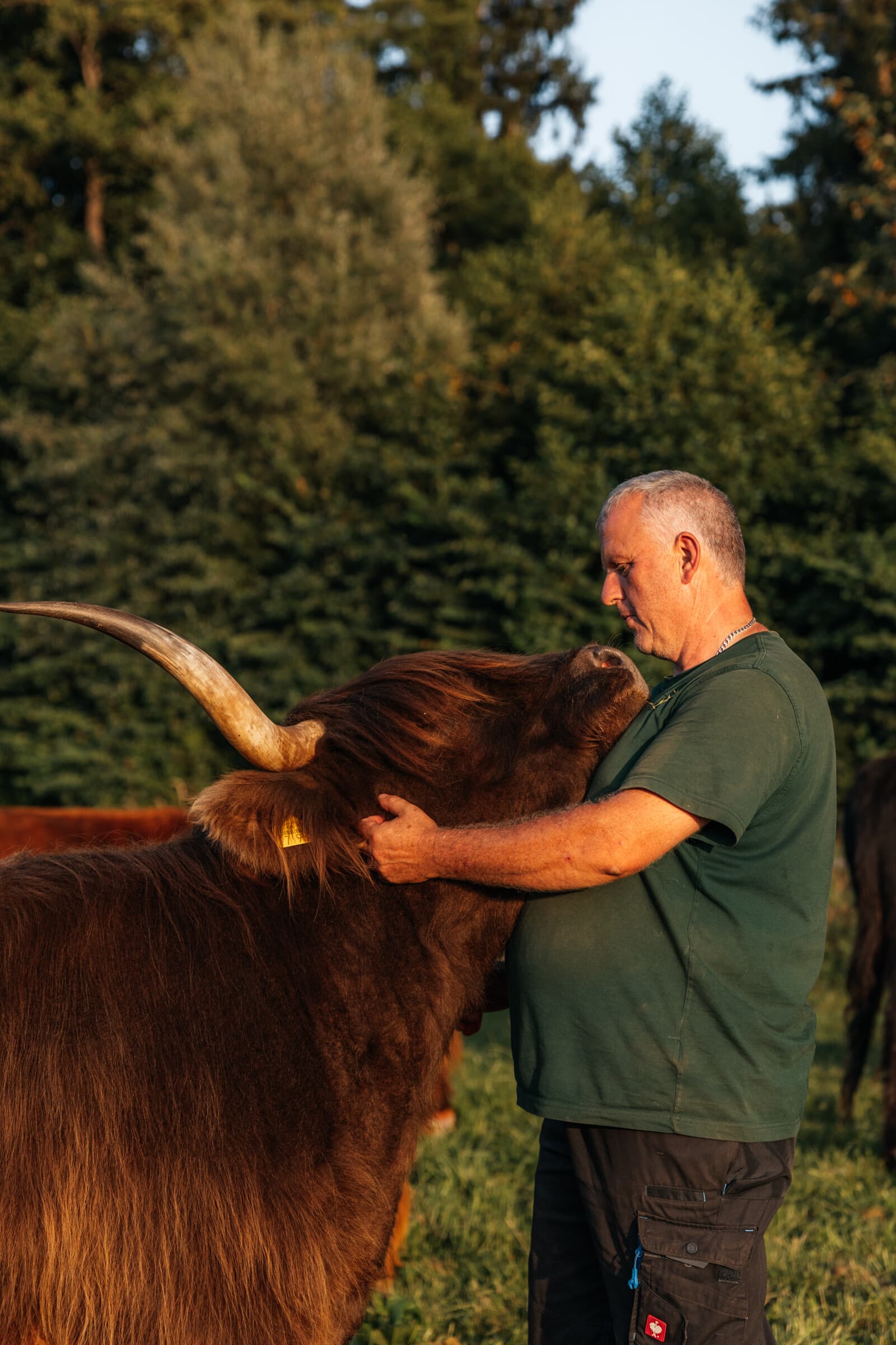 Highland-Rind der Metzgerei Dauner auf der Weide bei Memmingen-Amendingen