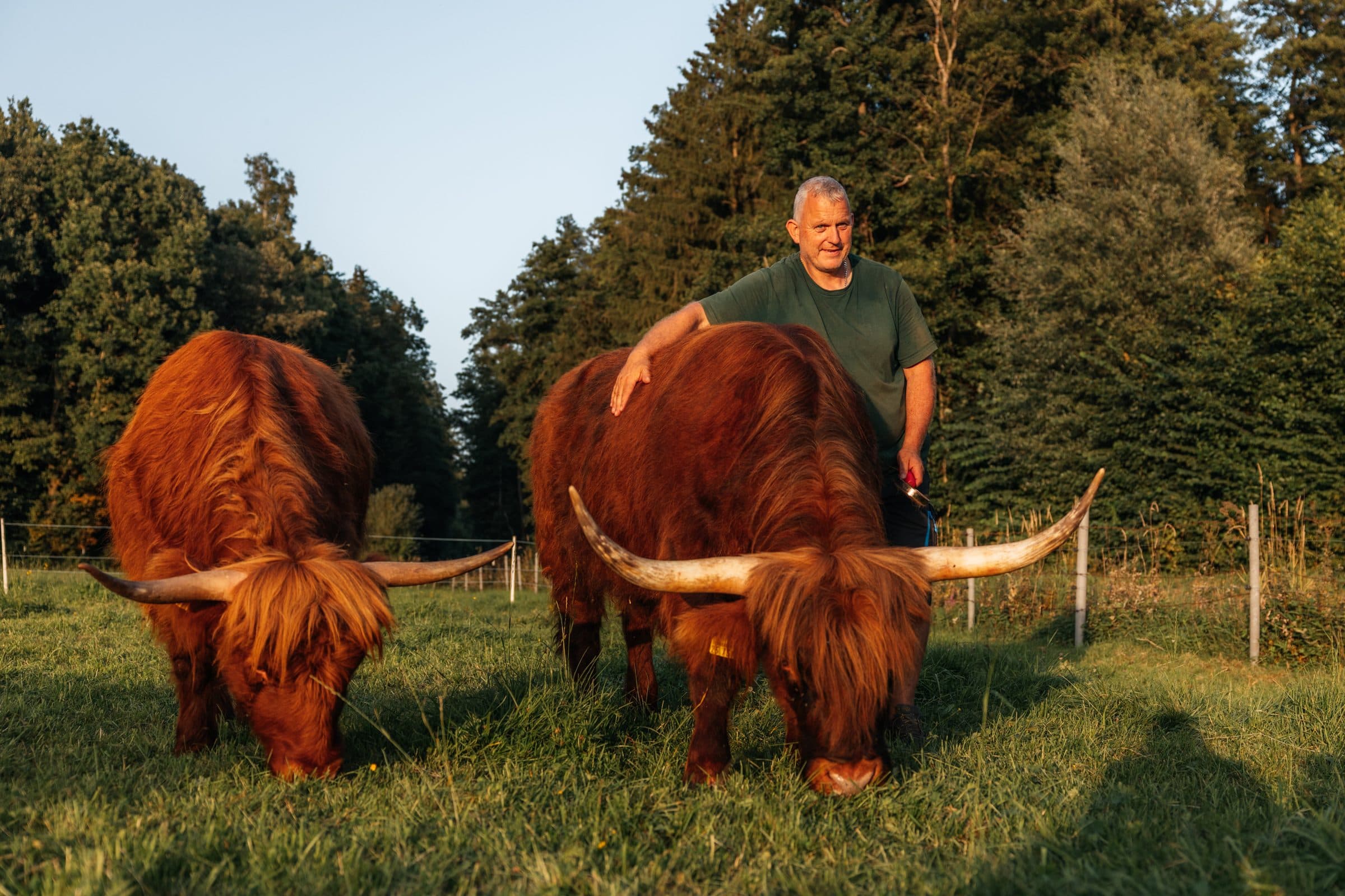 Highland-Rinder der Metzgerei Dauner auf der Weide, mit ihrem Halter